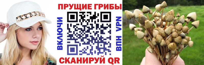 OMG вход  Кяхта  Псилоцибиновые грибы Cubensis 